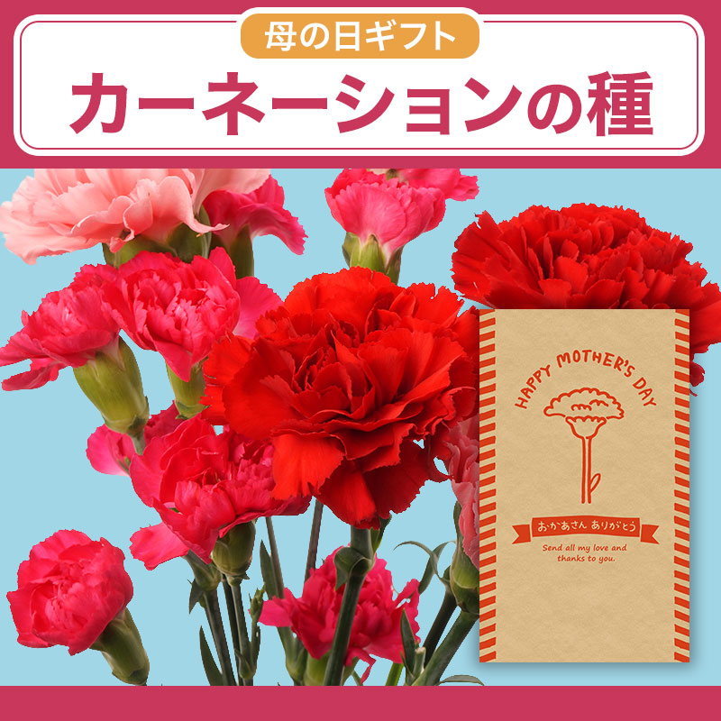 「カーネーション」で日頃の感謝の気持ちを伝えます